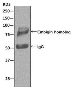 Immunoprecipitation - Anti-Embigin homolog antibody [EPR11417] - BSA and Azide free (AB250110)