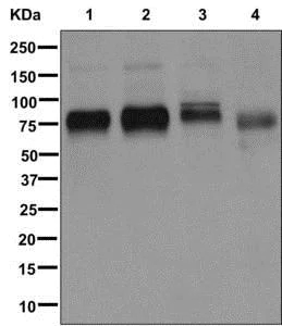 Western blot - Anti-Embigin homolog antibody [EPR11417] - BSA and Azide free (AB250110)