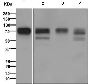 Western blot - Anti-Embigin homolog antibody [EPR11418] - BSA and Azide free (AB249598)