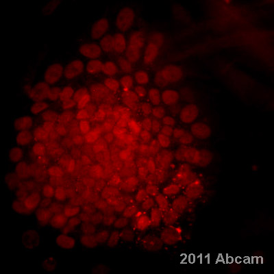 Immunocytochemistry/ Immunofluorescence - Embryonic Stem Cell Marker Panel (Human: Oct4, Nanog, Tra-1-60 (R), SOX2, SSEA4) (AB109884), expandable thumbnail