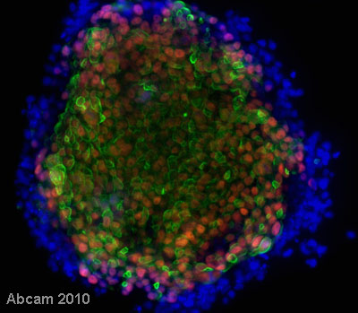 Immunocytochemistry/ Immunofluorescence - Embryonic Stem Cell Marker Panel (Human: Oct4, Nanog, Tra-1-60 (R), SOX2, SSEA4) (AB109884), expandable thumbnail