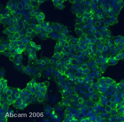 Immunocytochemistry/ Immunofluorescence - Embryonic Stem Cell Marker Panel (Human: Oct4, Nanog, Tra-1-60 (R), SOX2, SSEA4) (AB109884), expandable thumbnail