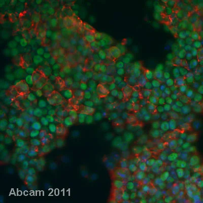Immunocytochemistry/ Immunofluorescence - Embryonic Stem Cell Marker Panel (Mouse: Oct4, Nanog, SOX2, SSEA1) (AB107156)