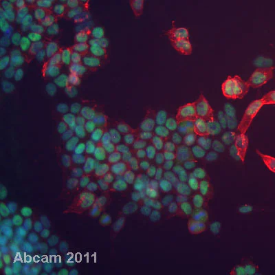 Immunocytochemistry/ Immunofluorescence - Embryonic Stem Cell Marker Panel (Mouse: Oct4, Nanog, SOX2, SSEA1) (AB107156)