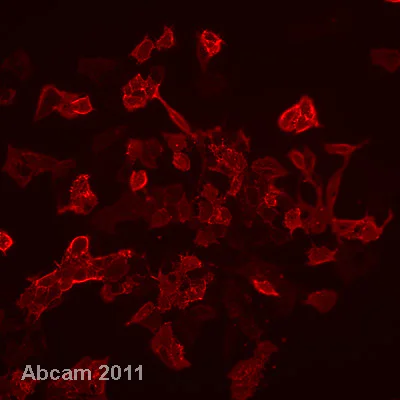 Immunocytochemistry/ Immunofluorescence - Embryonic Stem Cell Marker Panel (Mouse: Oct4, Nanog, SOX2, SSEA1) (AB107156)