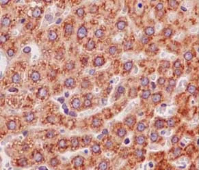 Immunohistochemistry (Formalin/PFA-fixed paraffin-embedded sections) - Anti-EMC4 antibody [EPR15080] (AB184544)