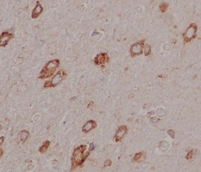Immunohistochemistry (Formalin/PFA-fixed paraffin-embedded sections) - Anti-EMC4 antibody [EPR15081] - BSA and Azide free (AB250721)