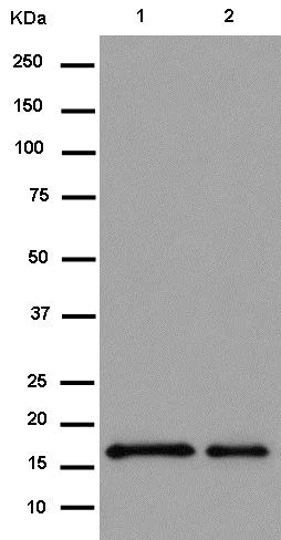 Western blot - Anti-EMC4 antibody [EPR15081] - BSA and Azide free (AB250721)