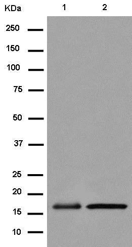 Western blot - Anti-EMC4 antibody [EPR15081] - BSA and Azide free (AB250721)