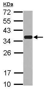 Western blot - Anti-Emerin antibody (AB153718)