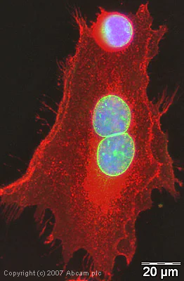Immunocytochemistry/ Immunofluorescence - Anti-Emerin antibody (AB40688)