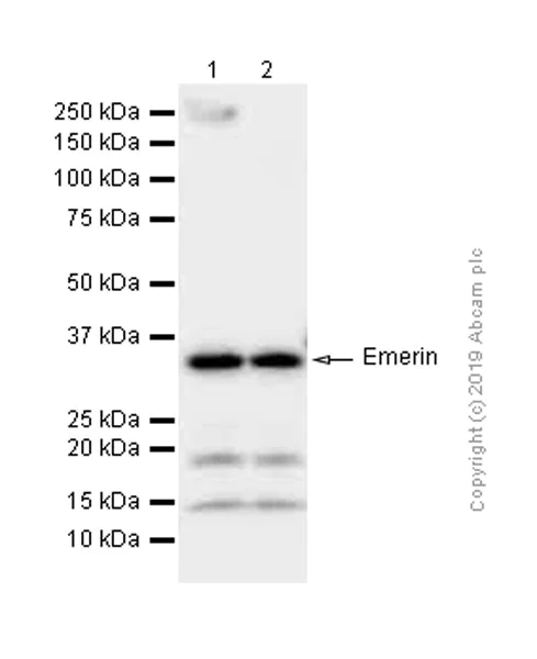 Western blot - Anti-Emerin antibody [EPR11071] (AB156871)