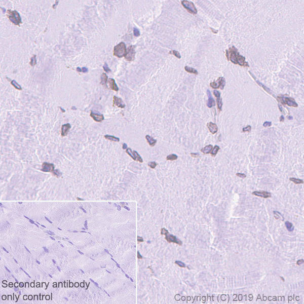 Immunohistochemistry (Formalin/PFA-fixed paraffin-embedded sections) - Anti-Emerin antibody [EPR11071] - BSA and Azide free (ab240138), expandable thumbnail