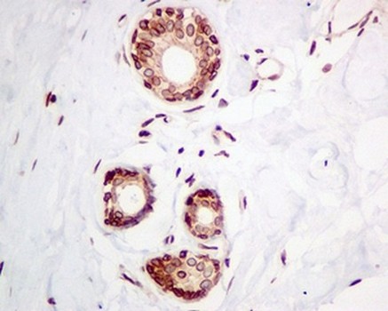 Immunohistochemistry (Formalin/PFA-fixed paraffin-embedded sections) - Anti-Emerin antibody [EPR11071] - BSA and Azide free (ab240138), expandable thumbnail