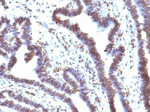 Immunohistochemistry (Formalin/PFA-fixed paraffin-embedded sections) - Anti-Emi1 antibody [EMI1/1176] (AB215765)