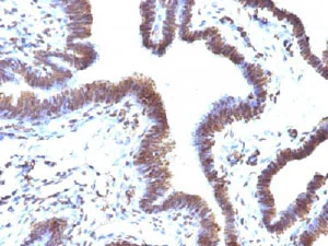 Immunohistochemistry (Formalin/PFA-fixed paraffin-embedded sections) - Anti-Emi1 antibody [EMI1/1176] (AB215765)