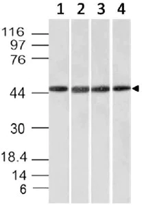 Western blot - Anti-Emi1 antibody [EMI1/1176] (AB215765)