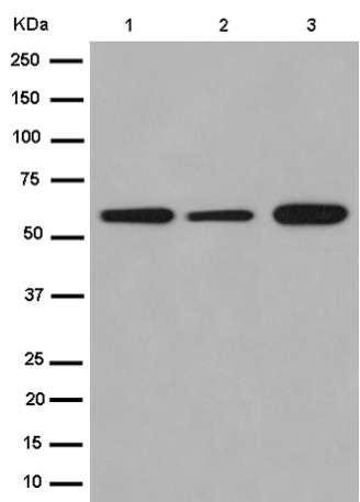 Western blot - Anti-Emi1 antibody [EPR15320-103] (AB187144), expandable thumbnail