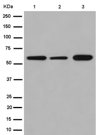 Western blot - Anti-Emi1 antibody [EPR15320-103] (AB187144)