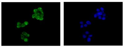 Anti-Emi1 antibody [EPR15320]