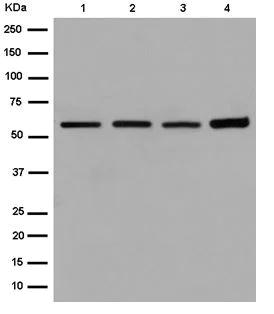 Western blot - Anti-Emi1 antibody [EPR15320] (AB184950)