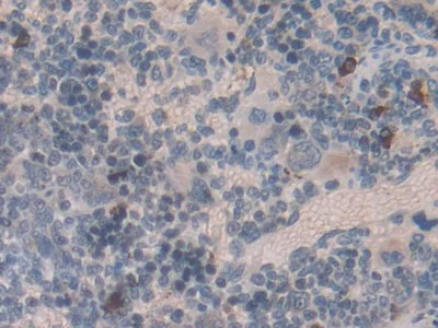 Immunohistochemistry (Formalin/PFA-fixed paraffin-embedded sections) - Anti-EMILIN1 antibody (AB231052)