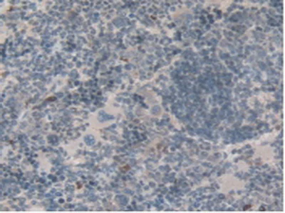 Immunohistochemistry (Formalin/PFA-fixed paraffin-embedded sections) - Anti-EMILIN1 antibody (AB231052)