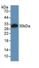Western blot - Anti-EMILIN1 antibody (AB231052)