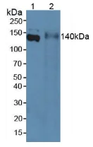 Western blot - Anti-EMILIN1 antibody (AB231052)