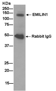 Immunoprecipitation - Anti-EMILIN1 antibody [EPR14678] - BSA and Azide free (AB250857), expandable thumbnail