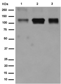 Western blot - Anti-EMILIN1 antibody [EPR14678] - BSA and Azide free (AB250857), expandable thumbnail