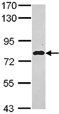 Western blot - Anti-EML1 antibody - C-terminal (AB153703)