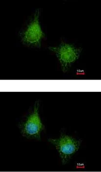 Immunocytochemistry/ Immunofluorescence - Anti-EML2 antibody (AB153979)