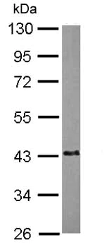 Western blot - Anti-EML2 antibody (AB153979)