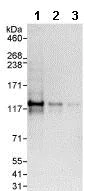 Western blot - Anti-EML4 antibody (AB86062)