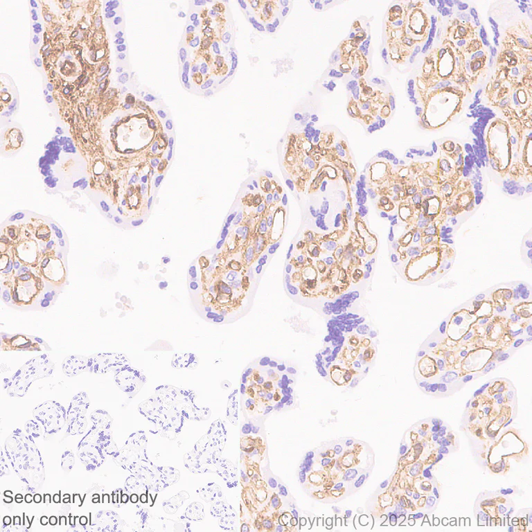 Immunohistochemistry (Formalin/PFA-fixed paraffin-embedded sections) - Anti-EMP-1 antibody [EPR30304-517] (AB325387)