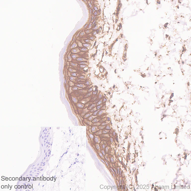 Immunohistochemistry (Formalin/PFA-fixed paraffin-embedded sections) - Anti-EMP-1 antibody [EPR30304-517] (AB325387)