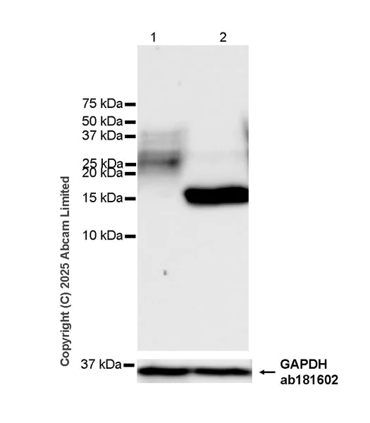 Western blot - Anti-EMP-1 antibody [EPR30304-517] (AB325387)
