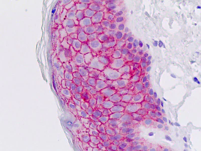 Immunohistochemistry (Formalin/PFA-fixed paraffin-embedded sections) - Anti-EMP2 antibody - C-terminal (AB174699)