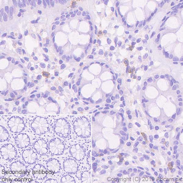 Immunohistochemistry (Formalin/PFA-fixed paraffin-embedded sections) - Anti-EMR1/ADGRE1 (F4/80) antibody [EPR23225-94] (AB254293), expandable thumbnail