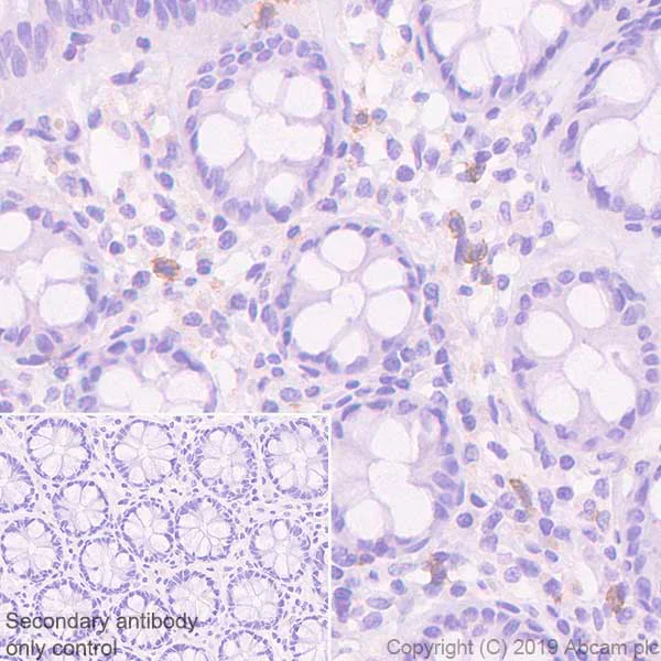 Immunohistochemistry (Formalin/PFA-fixed paraffin-embedded sections) - Anti-EMR1/ADGRE1 (F4/80) antibody [EPR23225-94] (AB254293)