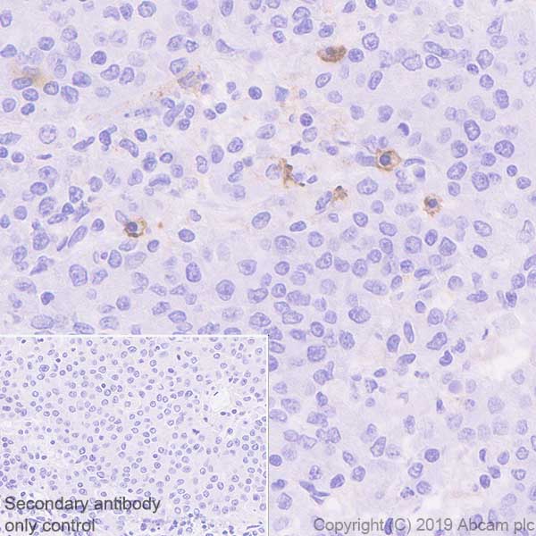 Immunohistochemistry (Formalin/PFA-fixed paraffin-embedded sections) - Anti-EMR1/ADGRE1 (F4/80) antibody [EPR23225-94] (ab254293), expandable thumbnail