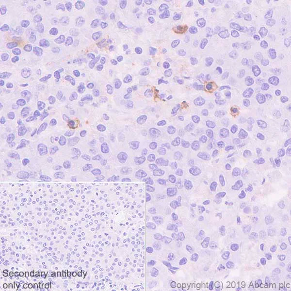 Immunohistochemistry (Formalin/PFA-fixed paraffin-embedded sections) - Anti-EMR1/ADGRE1 (F4/80) antibody [EPR23225-94] (AB254293)
