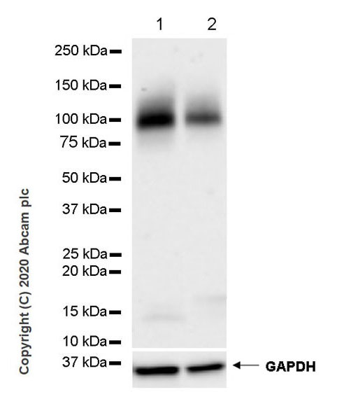 Western blot - Anti-EMR1/ADGRE1 (F4/80) antibody [EPR23225-94] (AB254293), expandable thumbnail