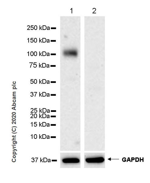 Western blot - Anti-EMR1/ADGRE1 (F4/80) antibody [EPR23225-94] (AB254293), expandable thumbnail