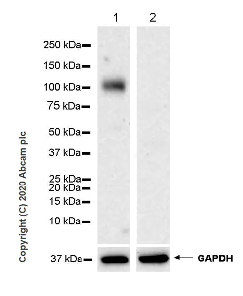 Western blot - Anti-EMR1/ADGRE1 (F4/80) antibody [EPR23225-94] (AB254293)