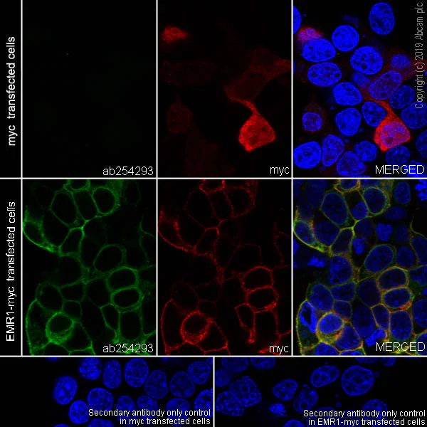 Immunocytochemistry/ Immunofluorescence - Anti-EMR1/ADGRE1 (F4/80) antibody [EPR23225-94] - BSA and Azide free (AB270798)