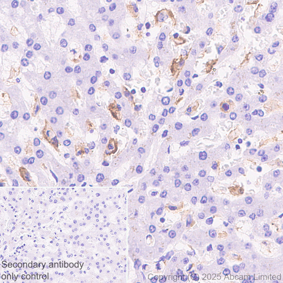 Immunohistochemistry (Formalin/PFA-fixed paraffin-embedded sections) - Anti-EMR1/ADGRE1 (F4/80) antibody [RM1302] (ab323648), expandable thumbnail