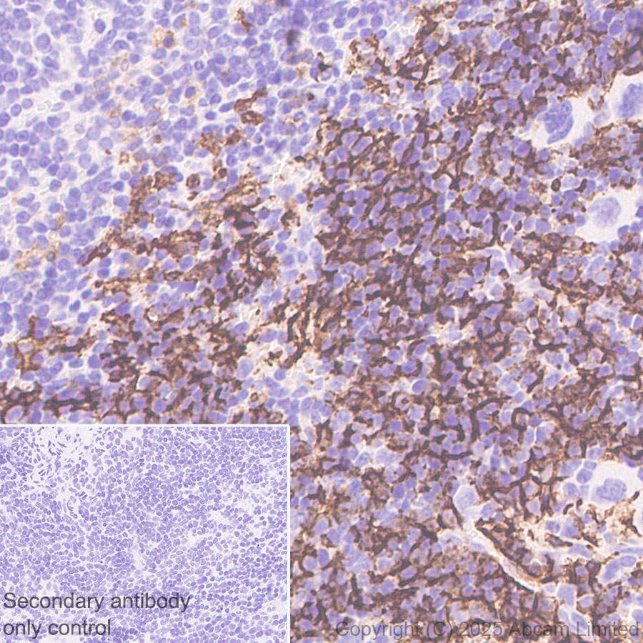 Immunohistochemistry (Formalin/PFA-fixed paraffin-embedded sections) - Anti-EMR1/ADGRE1 (F4/80) antibody [RM1302] (ab323648), expandable thumbnail