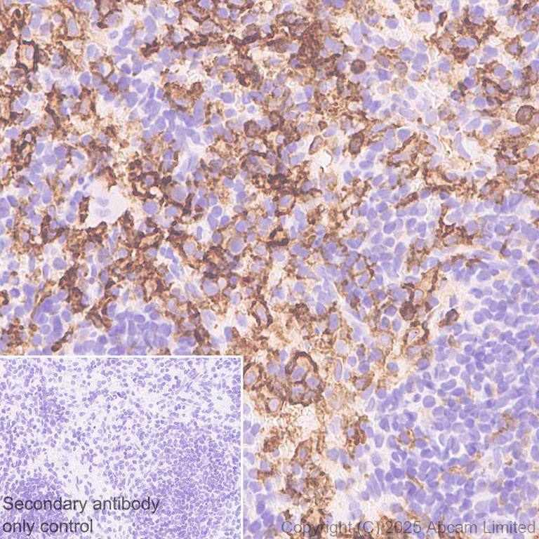 Immunohistochemistry (Formalin/PFA-fixed paraffin-embedded sections) - Anti-EMR1/ADGRE1 (F4/80) antibody [RM1302] (AB323648)